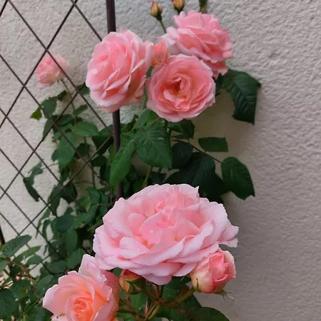 Gasthuis Lagalerne 3*