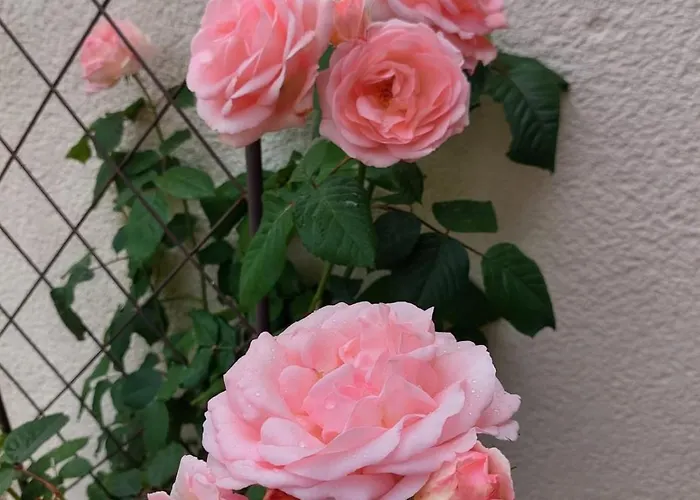 Guest house Lagalerne 3*